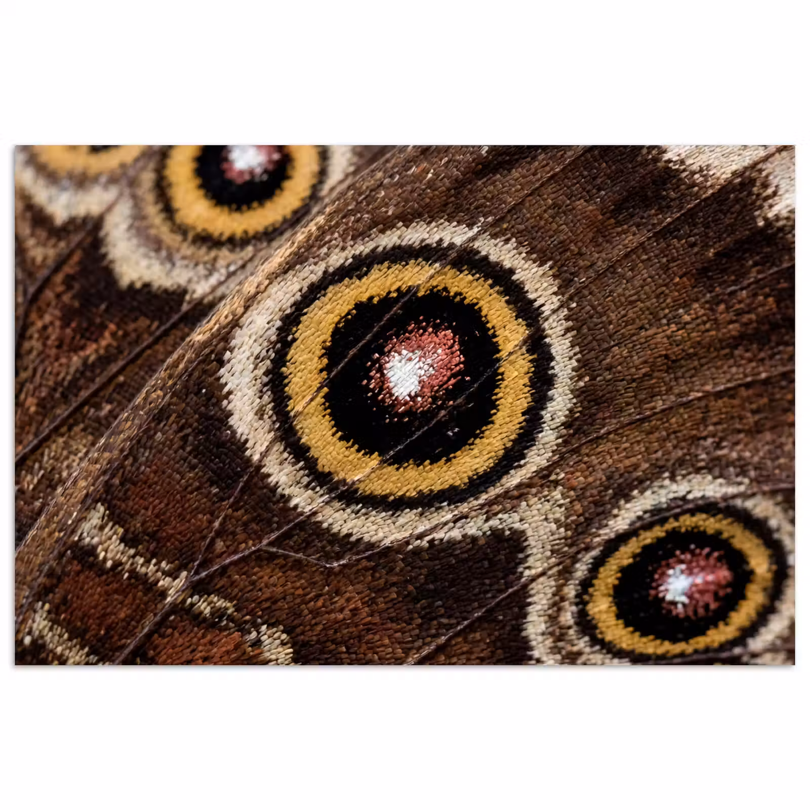 Poster - Vlinder - Vleugel - Abstract — 1