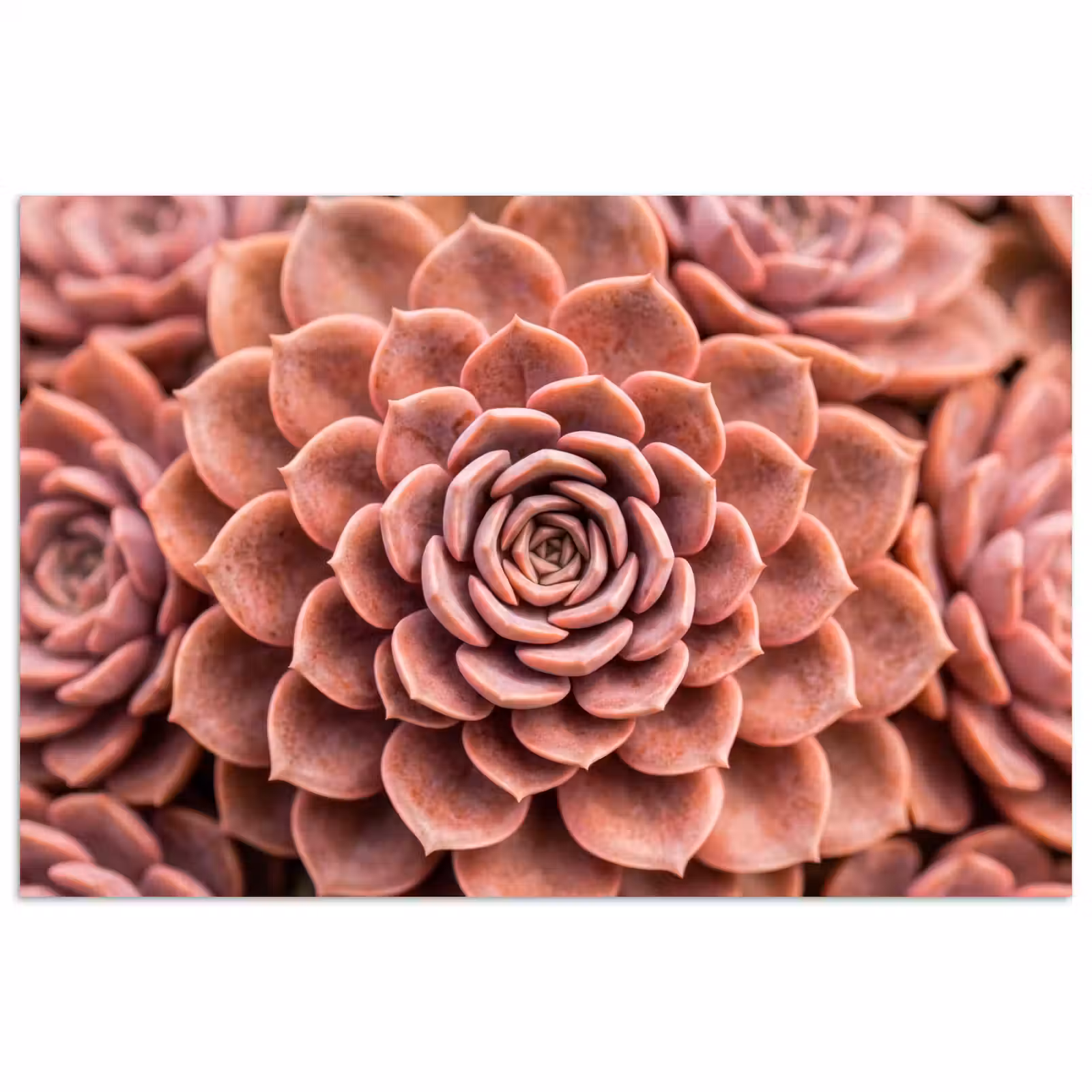 Poster - Vetplant - Organisch - Roze — 1