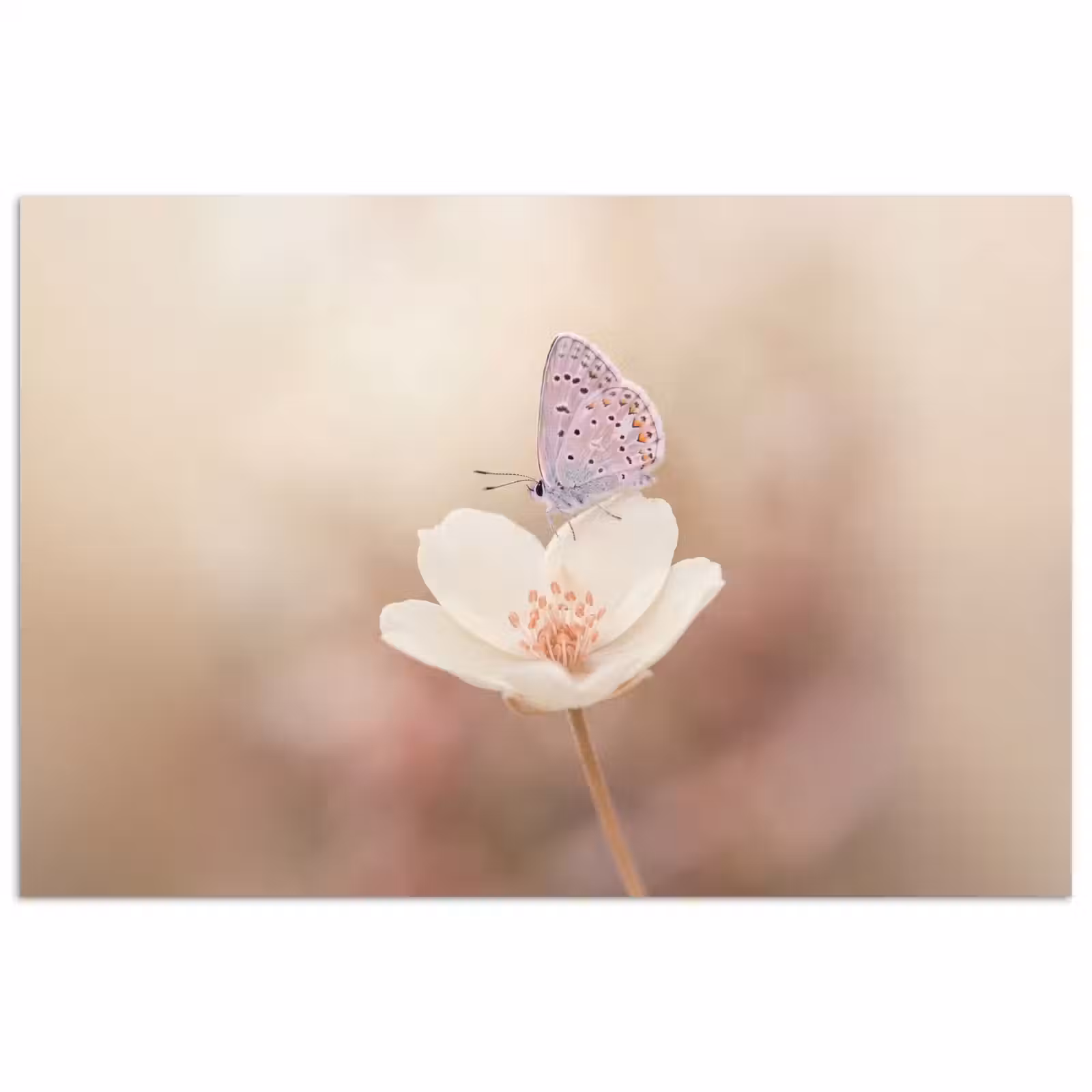 Poster - Vlinder - Bloem - Blauw — 1