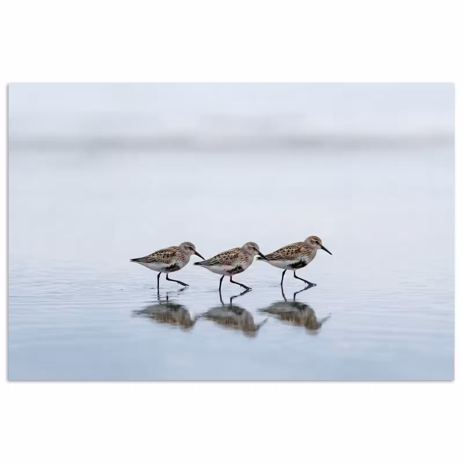 Poster - Vogels - Water - Grijs — 1