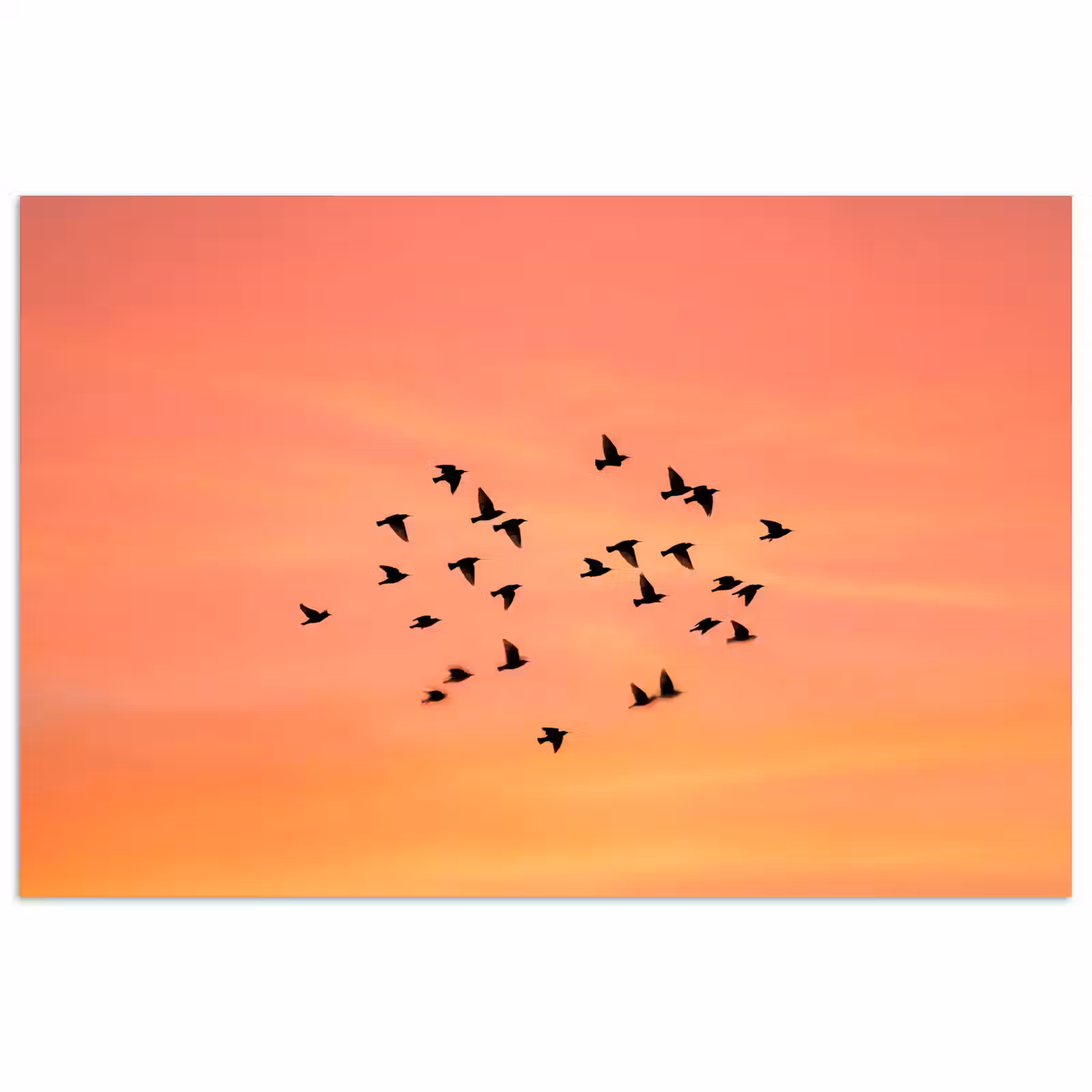 Poster - Zwerm - Vogels - Oranje — 1