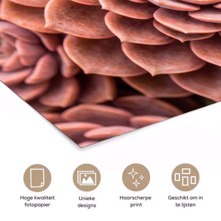 Poster - Vetplant - Organisch - Roze — 5