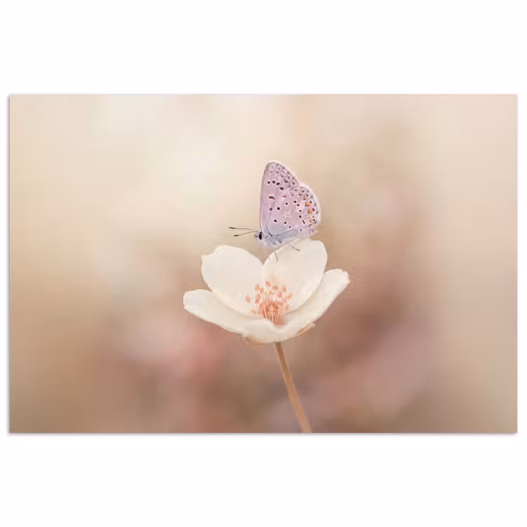 Poster - Vlinder - Bloem - Blauw — 1