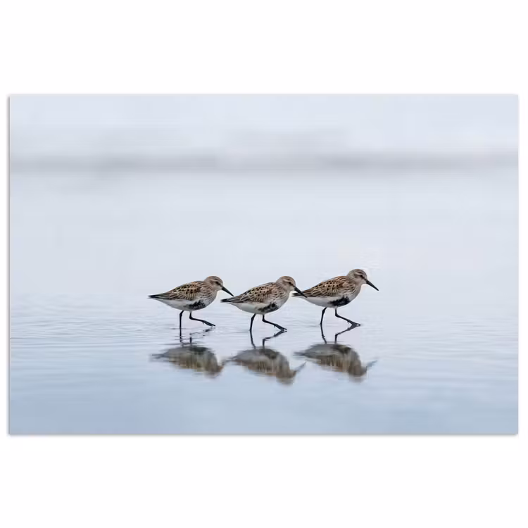 Poster - Vogels - Water - Grijs — 1