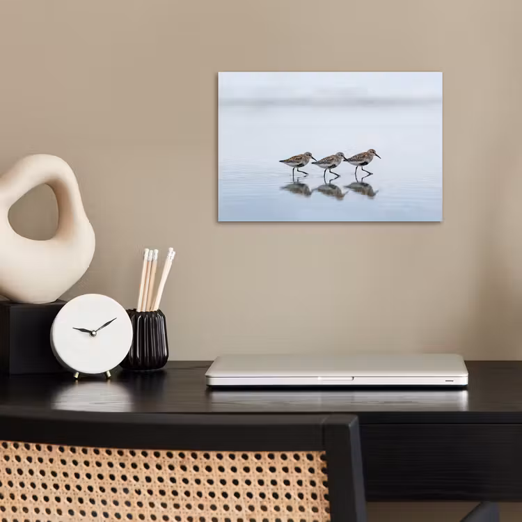 Poster - Vogels - Water - Grijs — 2