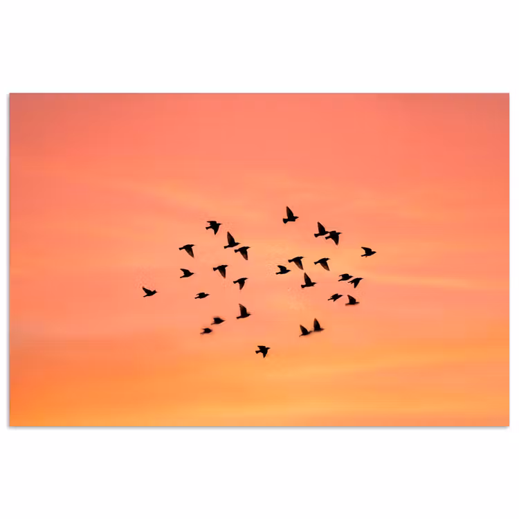Poster - Zwerm - Vogels - Oranje — 1