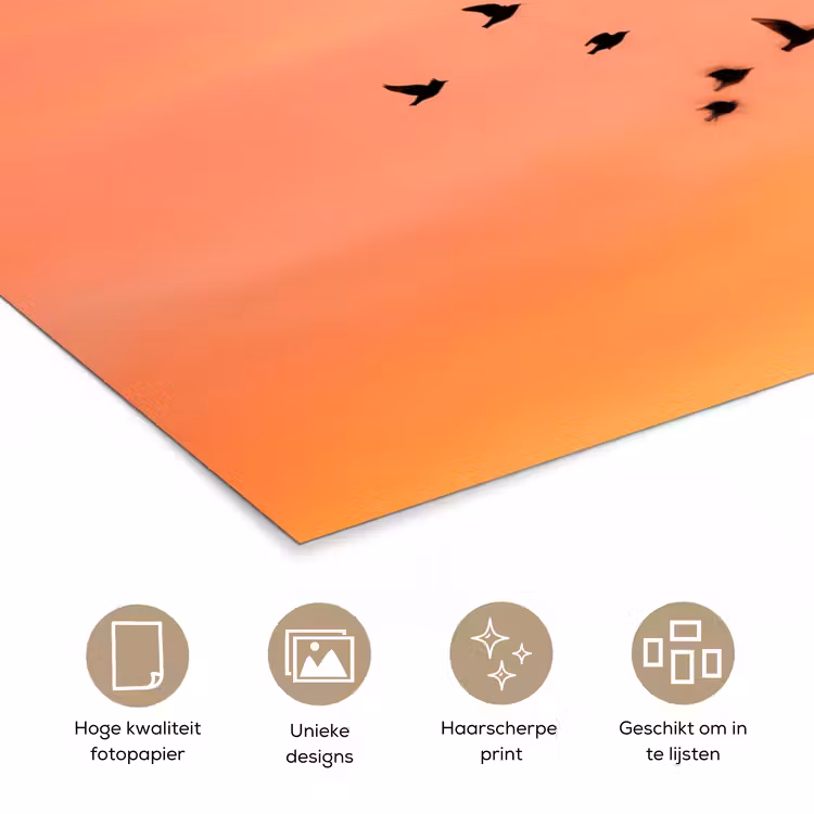 Poster - Zwerm - Vogels - Oranje — 5