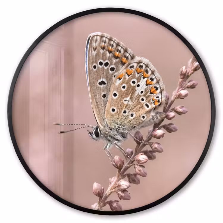 Ronde fotolijst - Lavendel - Vlinder - Paars — 1