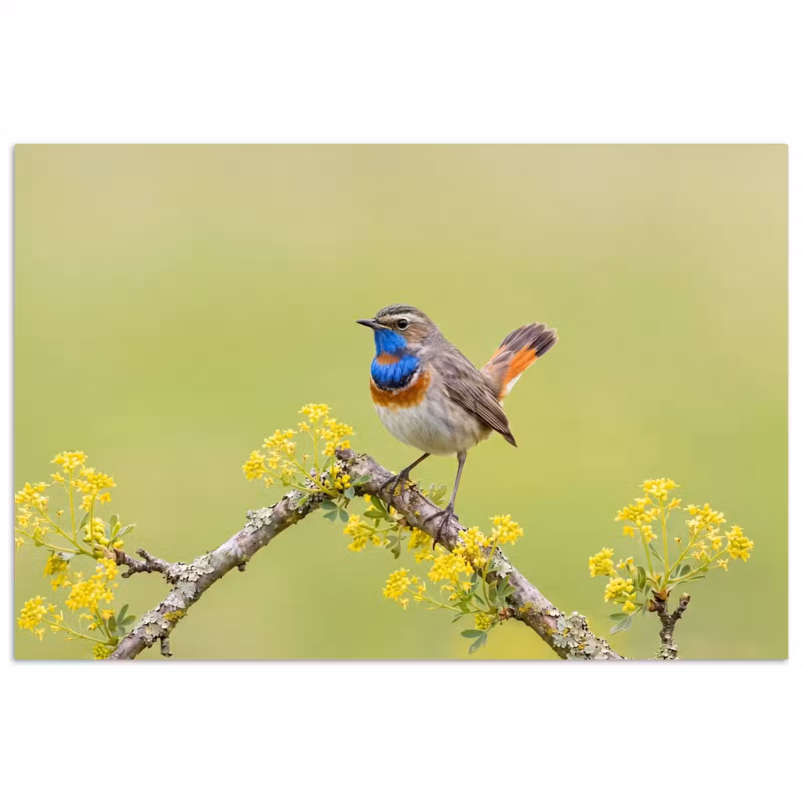 Poster - Vogel - Tak - Natuur - Kleurrijk — 1