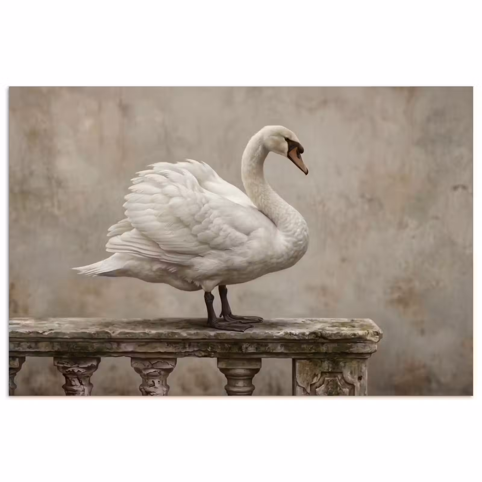 Poster - Zwaan - Elegant - Dieren - Wit — 1