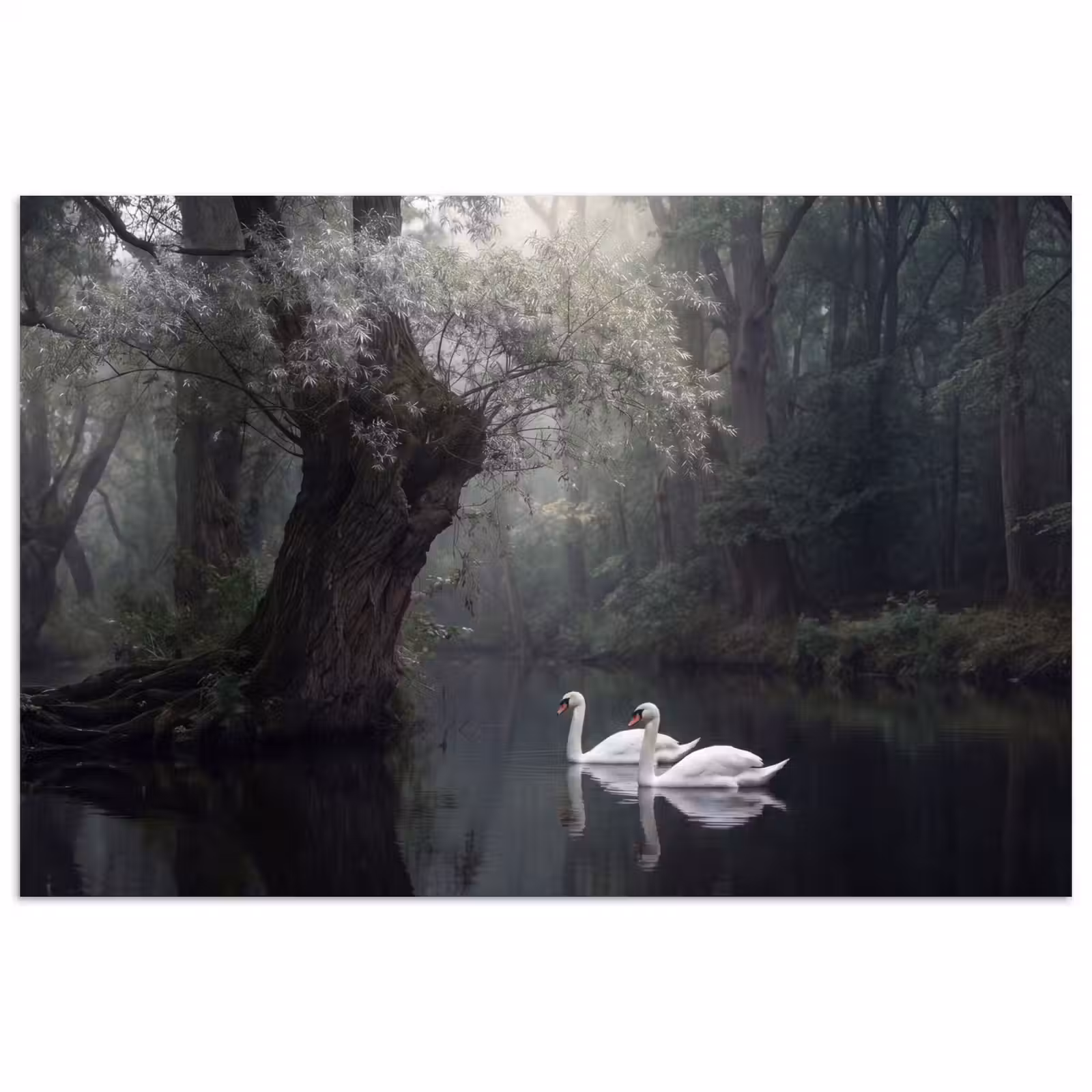 Poster - Zwanen - Rivier - Bos — 1