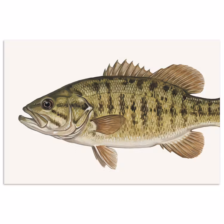 Poster - Vissen - Natuur - Vintage — 1
