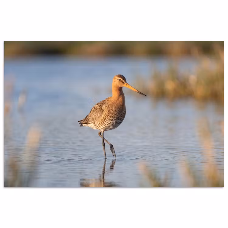 Poster - Vogel - Steltloper - Water - Natuur — 1