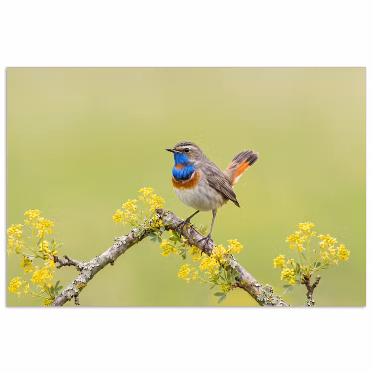 Poster - Vogel - Tak - Natuur - Kleurrijk — 1