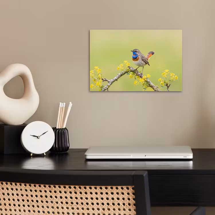 Poster - Vogel - Tak - Natuur - Kleurrijk — 2