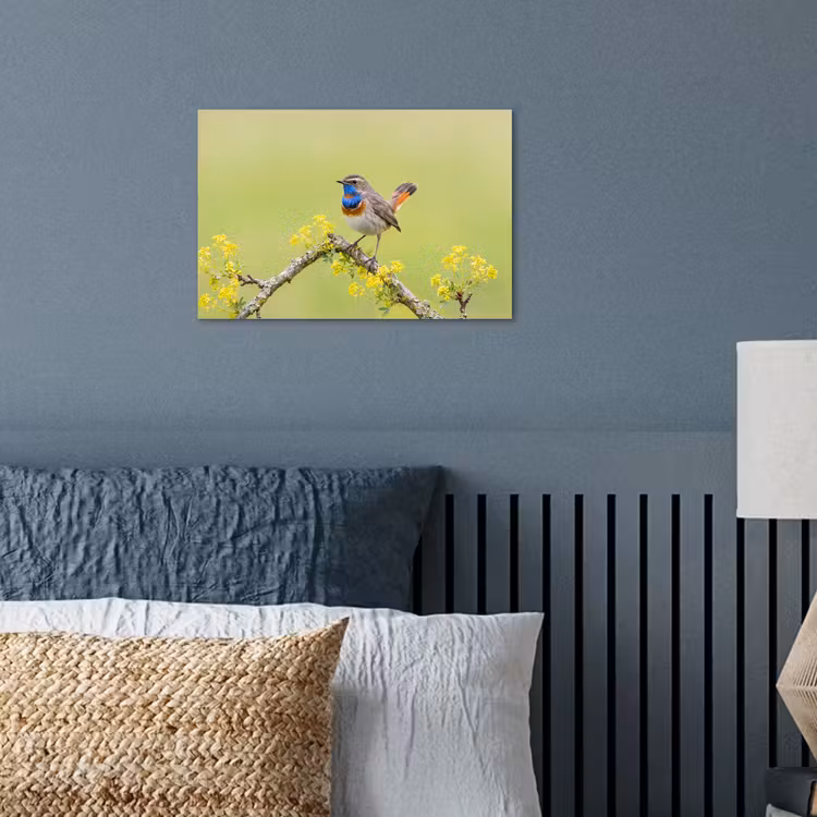 Poster - Vogel - Tak - Natuur - Kleurrijk — 3