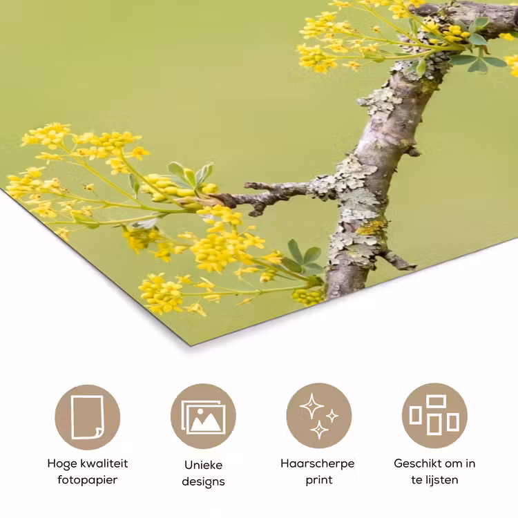 Poster - Vogel - Tak - Natuur - Kleurrijk — 5