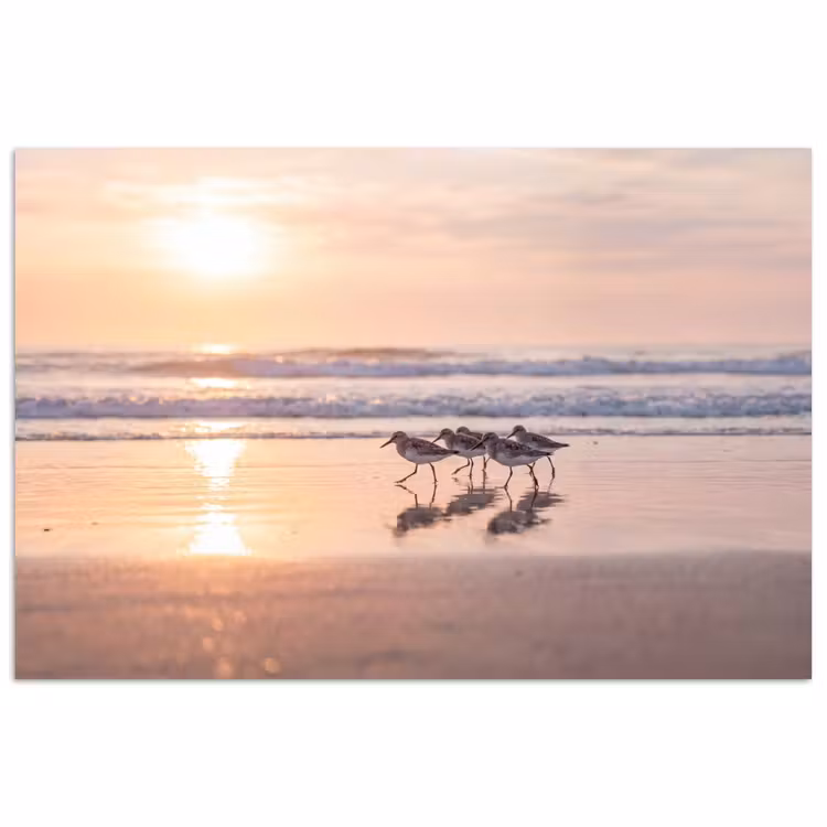 Poster - Zee - Vogels - Strand — 1