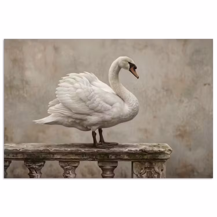 Poster - Zwaan - Elegant - Dieren - Wit — 1