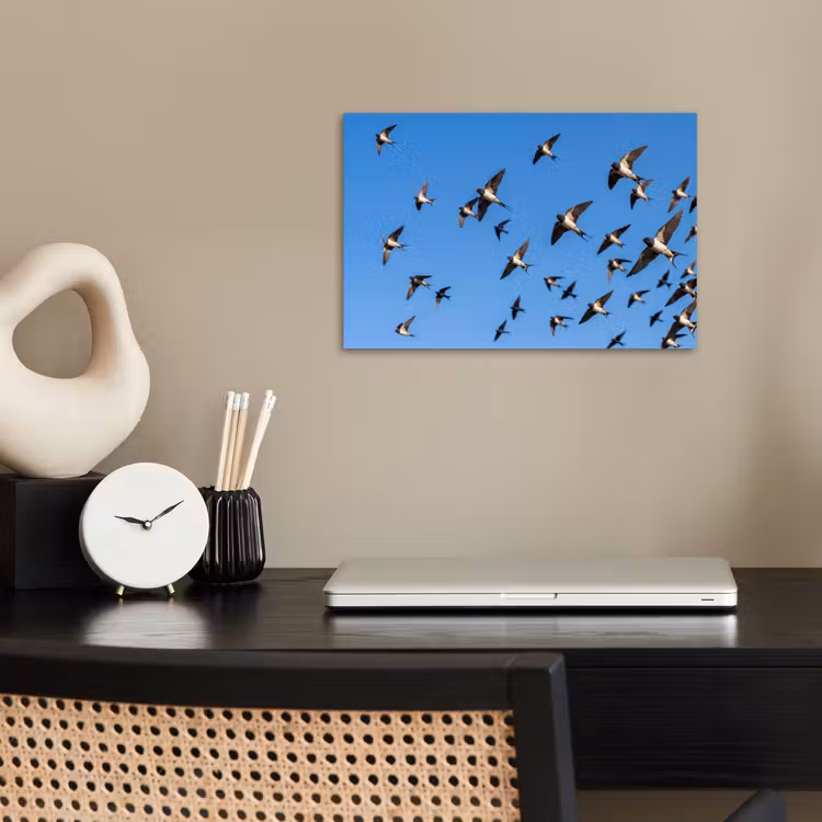 Poster - Zwaluwen - Vliegen - Blauw — 2