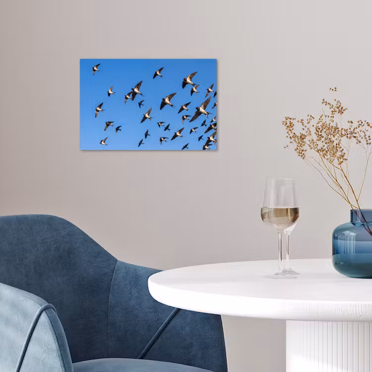 Poster - Zwaluwen - Vliegen - Blauw — 4