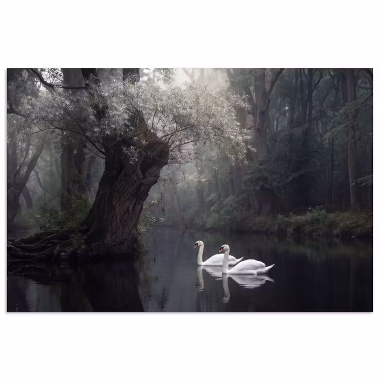 Poster - Zwanen - Rivier - Bos — 1