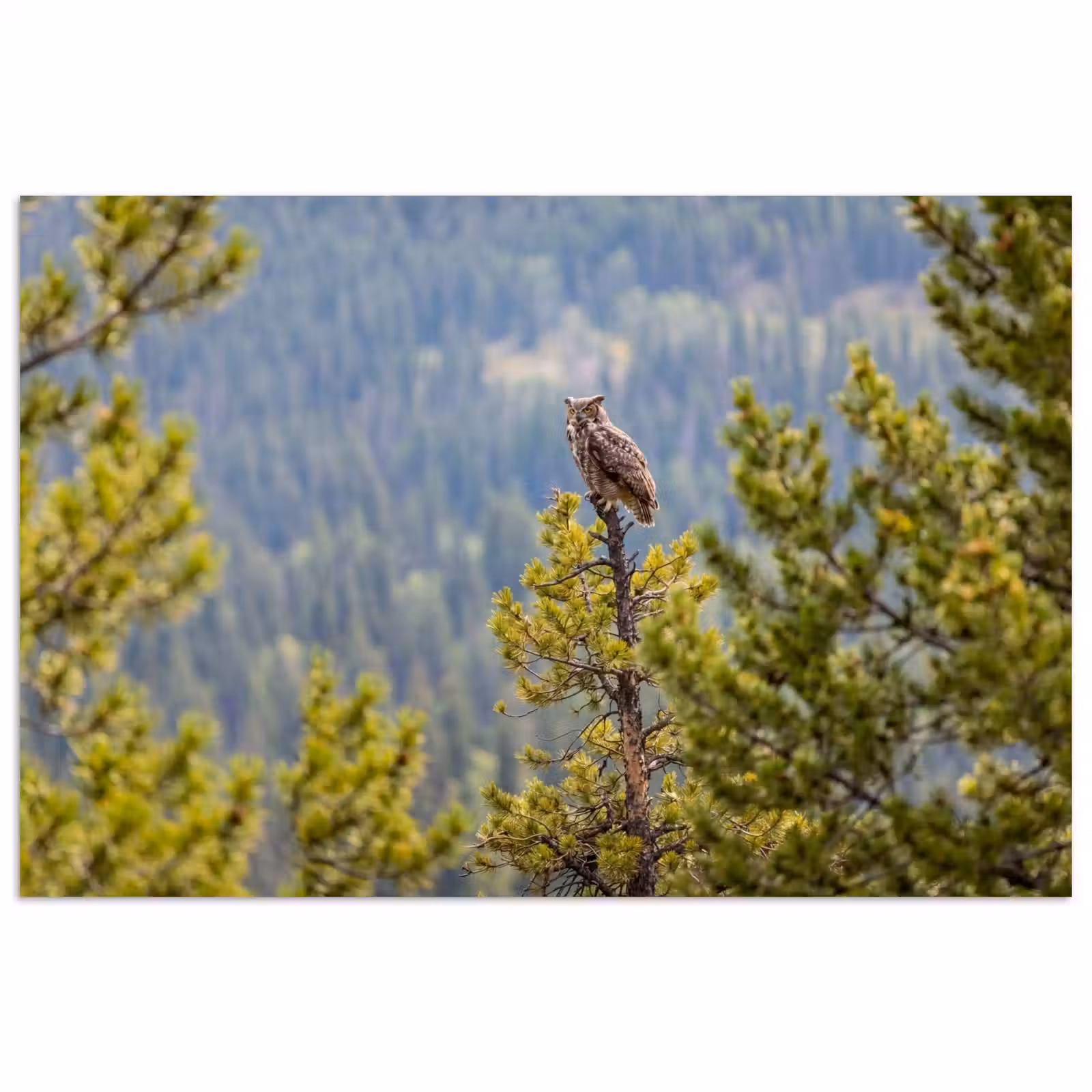 Poster - Uil - Oehoe - Bomen - Natuur — 1