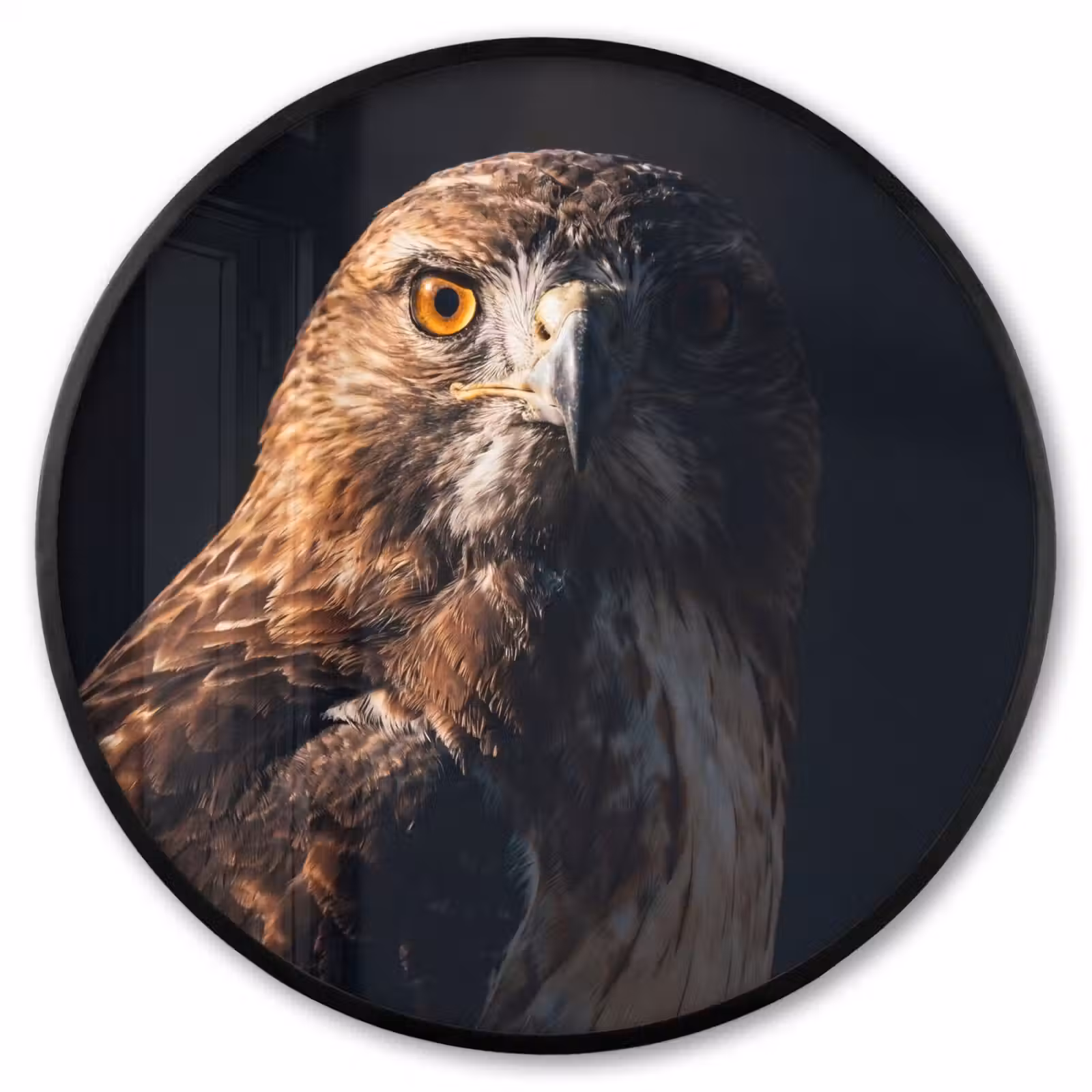 Ronde fotolijst - Roofvogel - Buizerd - Bruin — 1