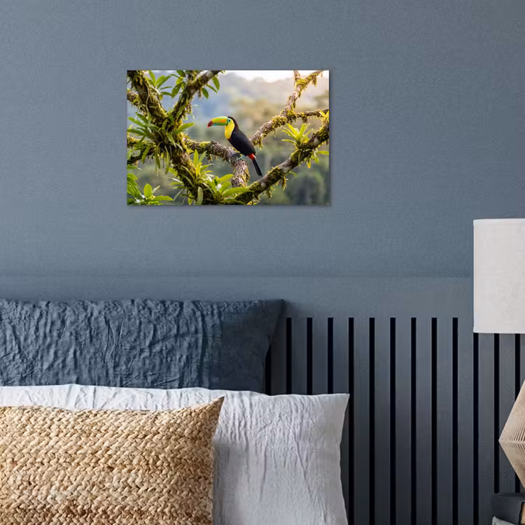 Poster - Toekan - Jungle - Natuur - Kleurrijk — 3