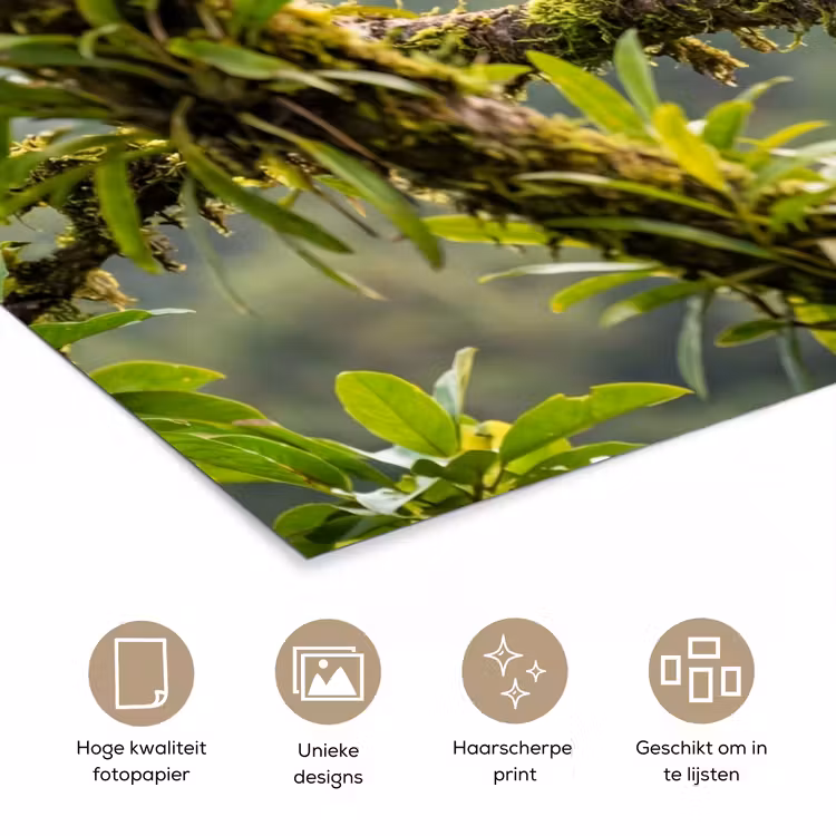 Poster - Toekan - Jungle - Natuur - Kleurrijk — 5