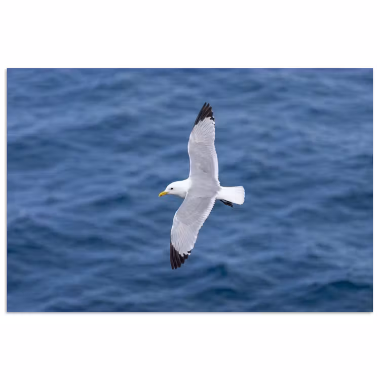 Poster - Zeemeeuw - Oceaan - Blauw — 1