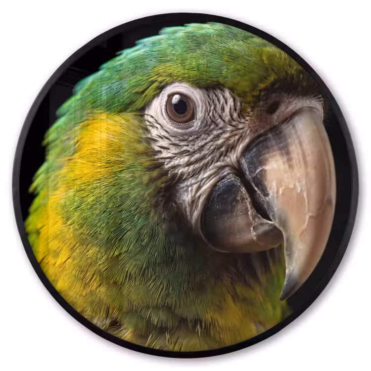 Ronde fotolijst - Ara - Portret - Groen — 1