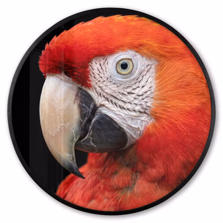 Ronde fotolijst - Ara - Portret - Rood — 1