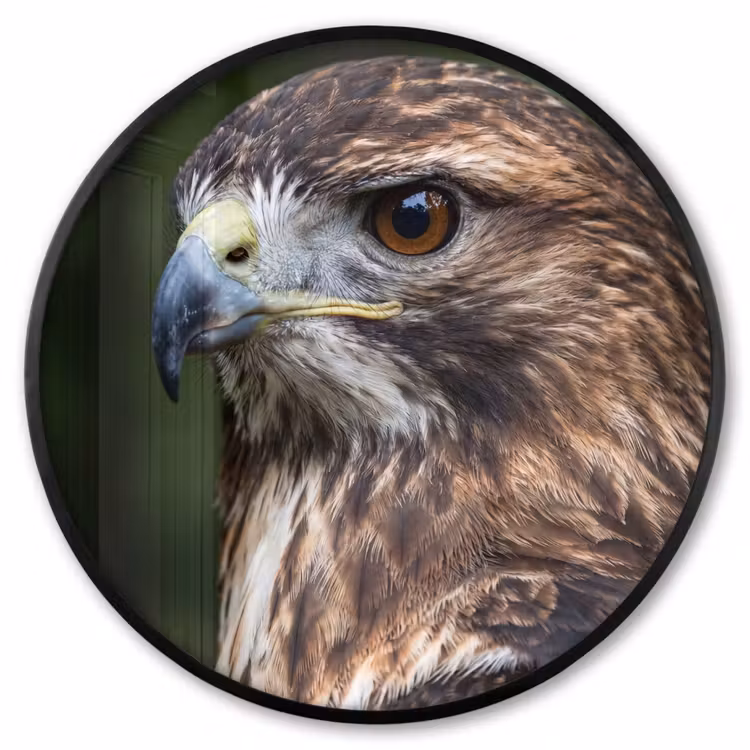 Ronde fotolijst - Buizerd - Roofvogel - Natuur - Bruin — 1