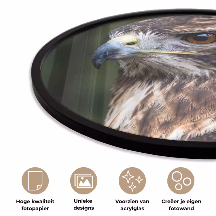 Ronde fotolijst - Buizerd - Roofvogel - Natuur - Bruin — 5