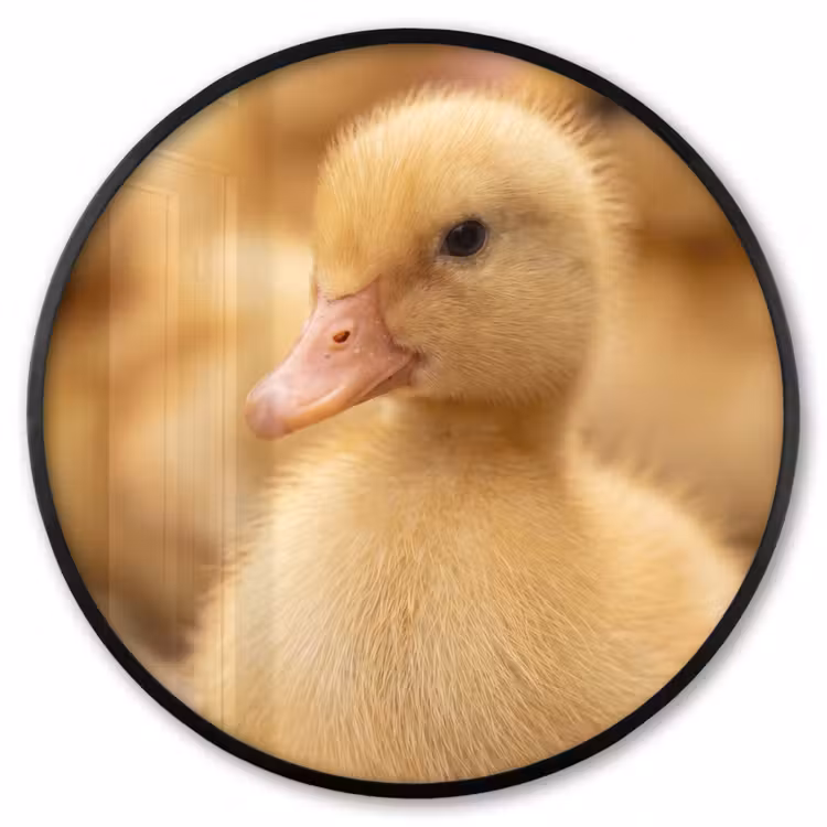 Ronde fotolijst - Pijltje - Eend - Natuur - Geel — 1