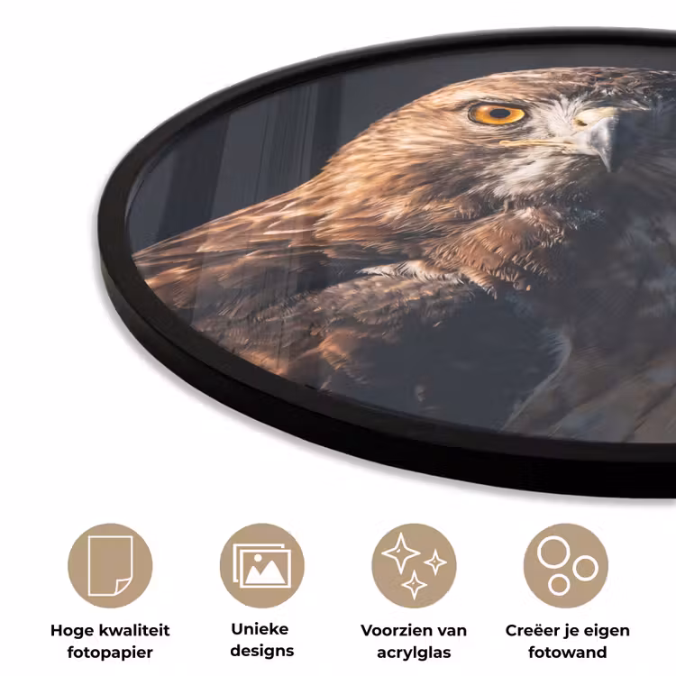 Ronde fotolijst - Roofvogel - Buizerd - Bruin — 5