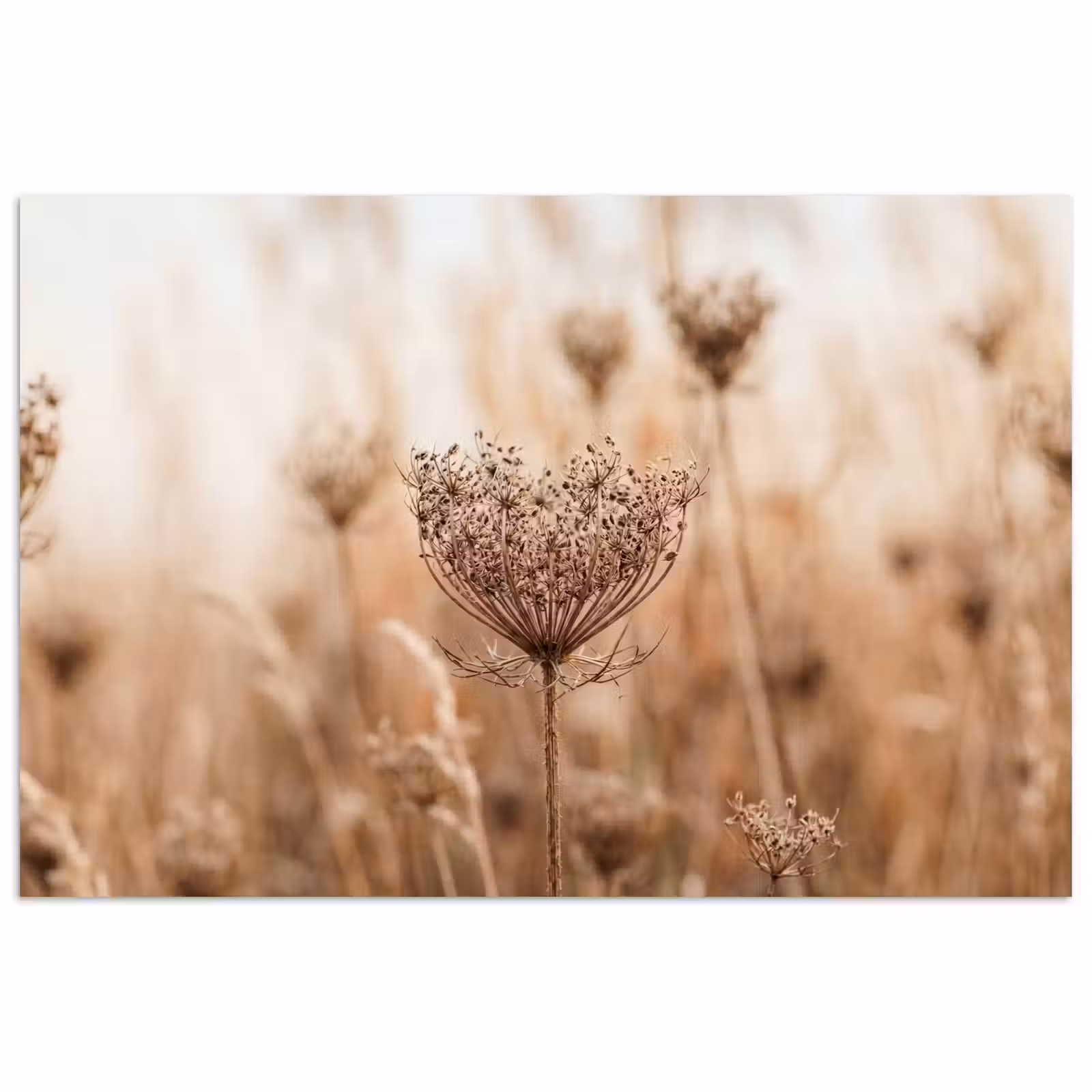 Poster - Schermbloem - Droogbloem - Winter - Beige - Minimalistisch — 1