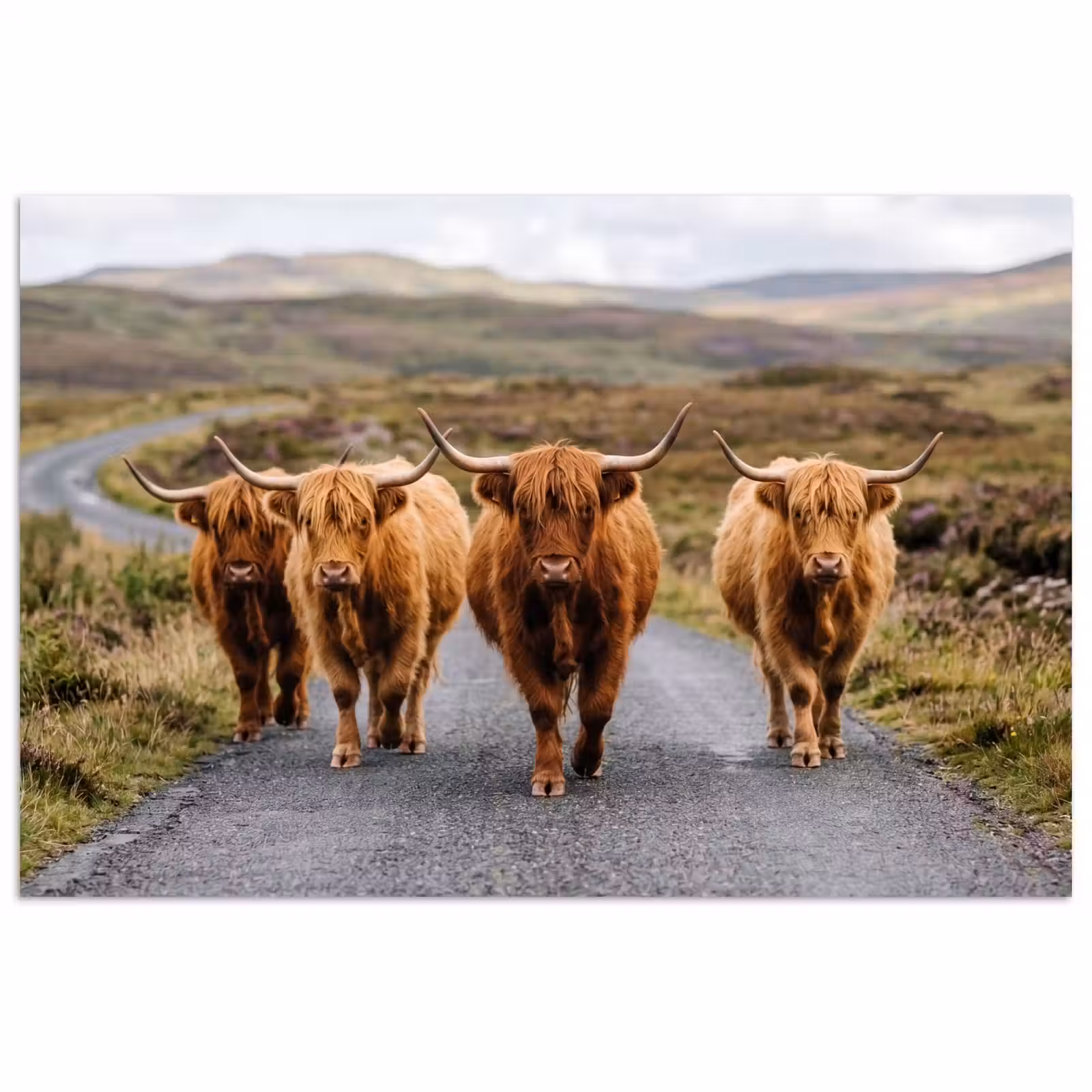 Poster - Schotse Hooglanders - Weg - Landschap - Kudde — 1