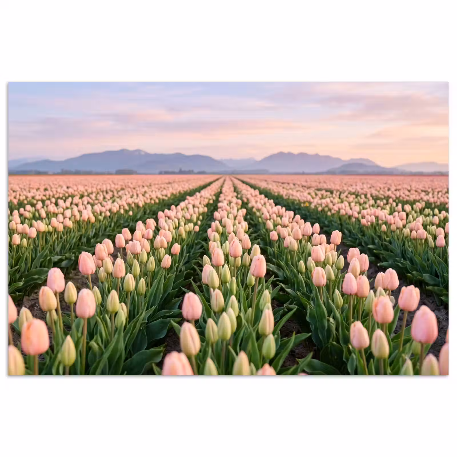 Poster - Tulpen - Landschap - Roze — 1
