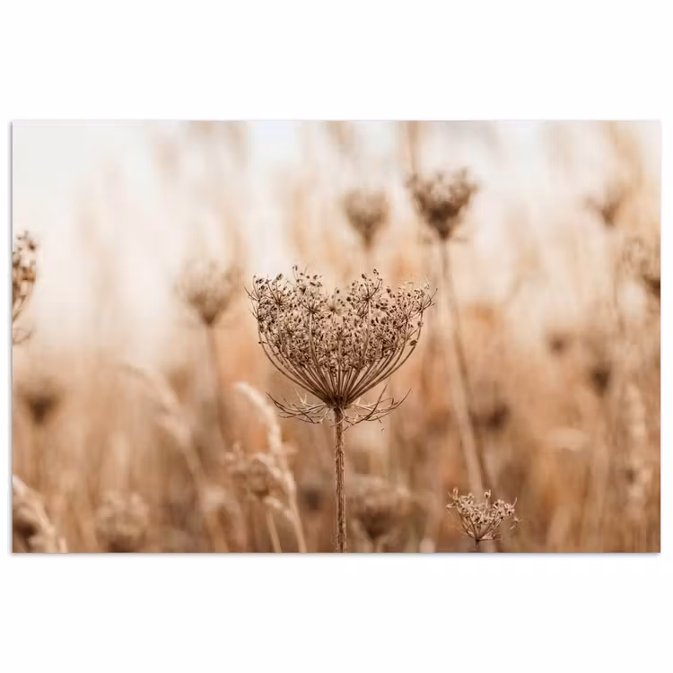 Poster - Schermbloem - Droogbloem - Winter - Beige - Minimalistisch — 1