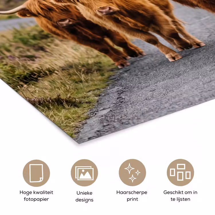 Poster - Schotse Hooglanders - Weg - Landschap - Kudde — 5