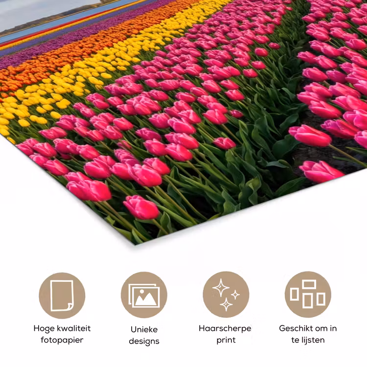 Poster - Tulpen - Holland - Molen - Kleurrijk — 5