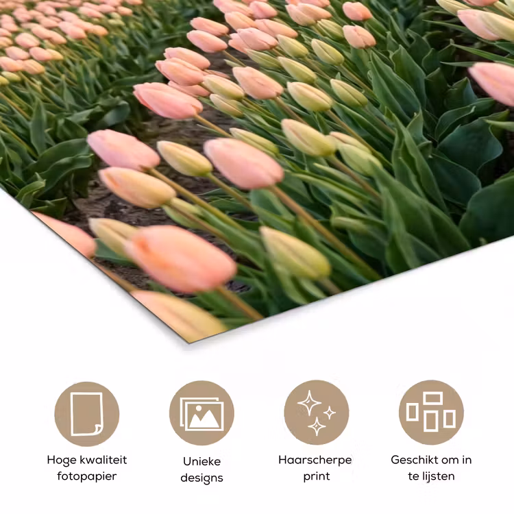 Poster - Tulpen - Landschap - Roze — 5