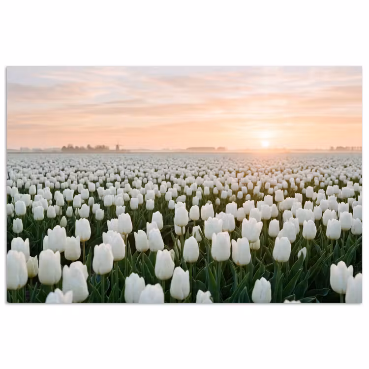 Poster - Tulpen - Landschap - Wit — 1