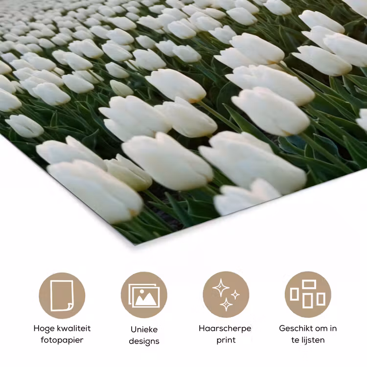 Poster - Tulpen - Landschap - Wit — 5
