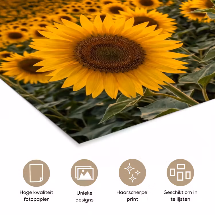 Poster - Zonnebloemen - Heuvellandschap - Geel — 5