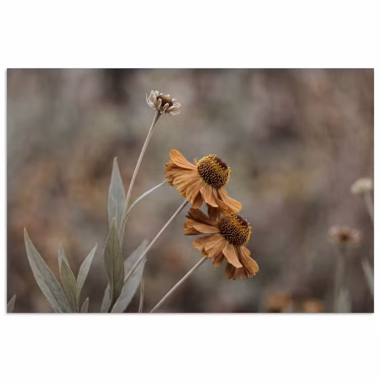 Poster - Zonnehoed - Droogbloemen - Geel - Warm — 1