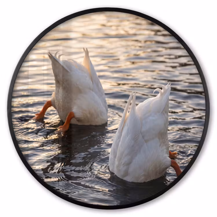 Ronde fotolijst - Eenden - Water - Natuur — 1