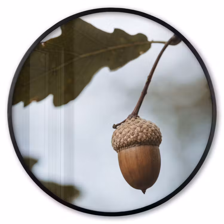 Ronde fotolijst - Eikel - Eikenblad - Bos - Herfst - Natuur — 1